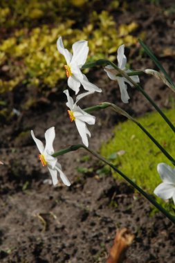 Ortak kayısı (lat. Prnus armenaca) Çiçek açan ağaçlar Pricot, kayısı, sırık, daha fazla. 