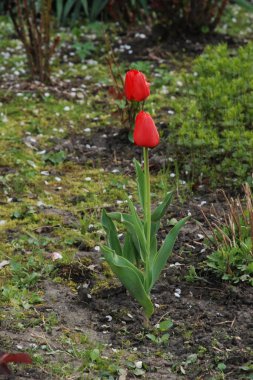 Tulipa, zambak familyasından bir bitki cinsidir. 