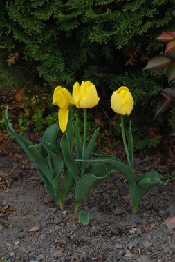 Tulipa, zambak familyasından bir bitki cinsidir. 