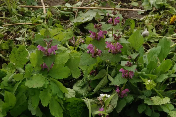 Orman menekşesi (Viola reichenbachiana)