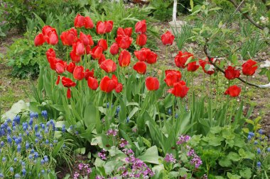 Tulipa, zambak familyasından bir bitki cinsidir.