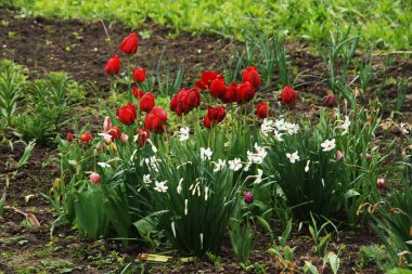 White daffodils and red tulips