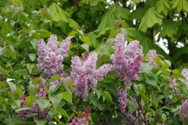 Sıradan yaban domuzu (Şırınga bayağılığı))
