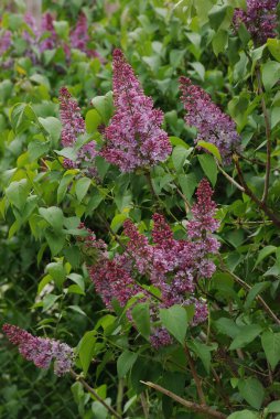Sıradan yaban domuzu (Şırınga bayağılığı))