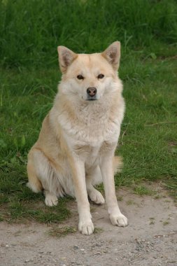 Köpek ya da evcil köpek (Canis lupus familiaris)) 