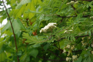 Yaygın dağ külleri (Sorbus aucuparia)