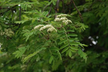 Yaygın dağ külleri (Sorbus aucuparia)