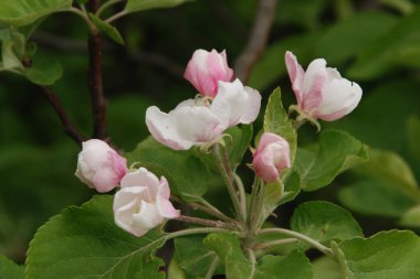 Beyaz elma çiçeği, bahar.