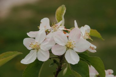 White apple blossom, spring