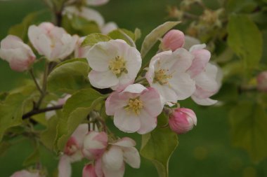 White apple blossom, spring