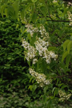 Sıradan yaban domuzu (Şırınga bayağılığı))