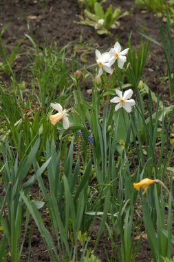 Narcissus (Narcissus), Amarillis familyasından bir bitki cinsidir.