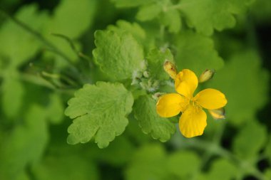 Chelidonium majus L., gelincik familyasından tek tür olan Papaveraceae 'dir.
