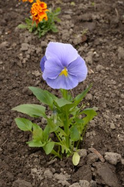 Üç renkli menekşe, vahşi nonoş (Viola üç renkli L.) 