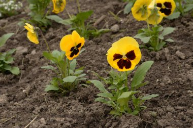 Üç renkli menekşe, vahşi nonoş (Viola üç renkli L.) 