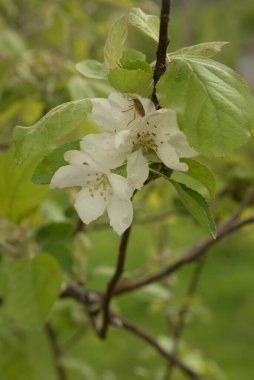 Beyaz elma çiçeği, bahar.