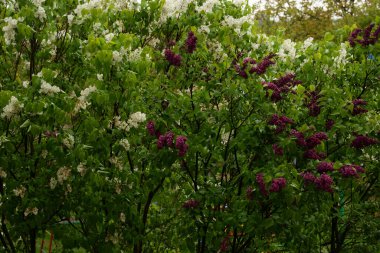 Sıradan yaban domuzu (Şırınga bayağılığı))