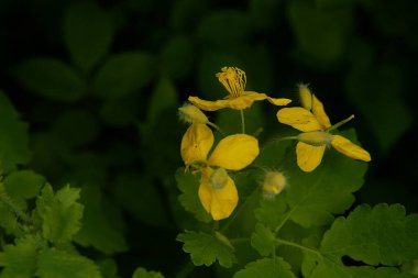Chelidonium majus L., gelincik familyasından tek tür olan Papaveraceae 'dir.