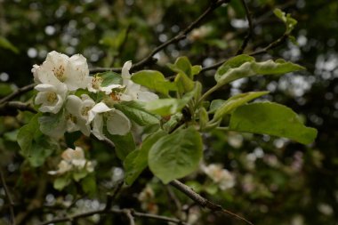 Beyaz elma çiçeği, bahar.