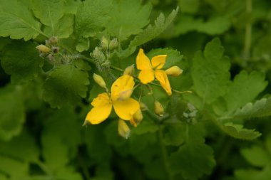 Chelidonium majus L., gelincik familyasından tek tür olan Papaveraceae 'dir.