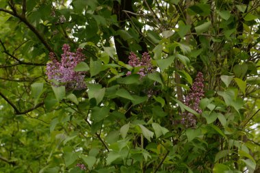 Sıradan yaban domuzu (Şırınga bayağılığı))