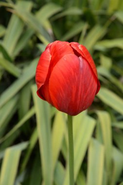Tulipa, zambak familyasından bir bitki cinsidir.
