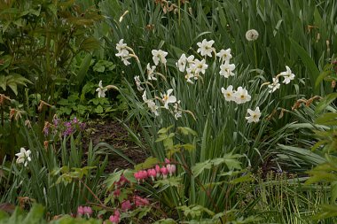 Ortak kayısı (lat. Prnus armenaca) Çiçek açan ağaçlar Pricot, kayısı, sırık, daha fazla.