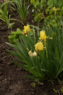 Roosters or irises (Latin Iris)