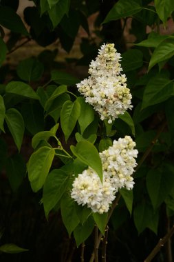 Sıradan yaban domuzu (Şırınga bayağılığı))