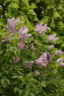 Sıradan yaban domuzu (Şırınga bayağılığı))