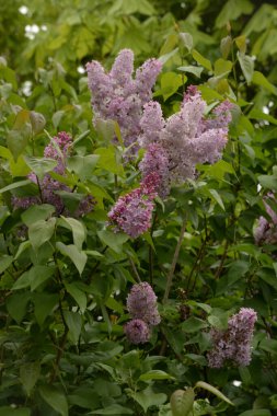 Sıradan yaban domuzu (Şırınga bayağılığı))