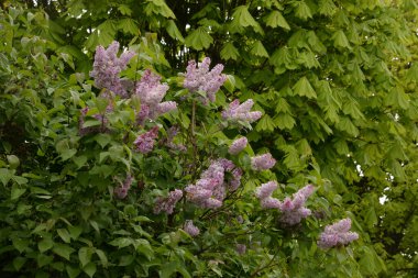 Sıradan yaban domuzu (Şırınga bayağılığı))