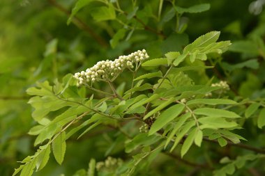 Common mountain ash (Sorbus aucuparia)