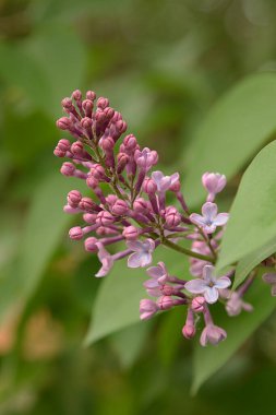 Sıradan yaban domuzu (Şırınga bayağılığı))