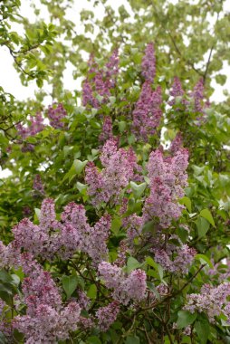 Sıradan yaban domuzu (Şırınga bayağılığı))