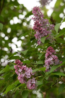 Sıradan yaban domuzu (Şırınga bayağılığı))
