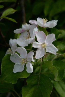 Beyaz elma çiçeği, bahar.