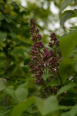 Sıradan yaban domuzu (Şırınga bayağılığı))