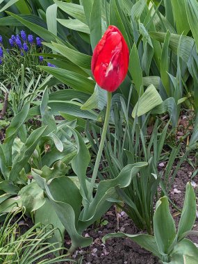 Tulipa, zambak familyasından bir bitki cinsidir.