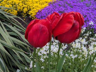 Tulipa, zambak familyasından bir bitki cinsidir.