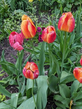 Tulipa, zambak familyasından bir bitki cinsidir.