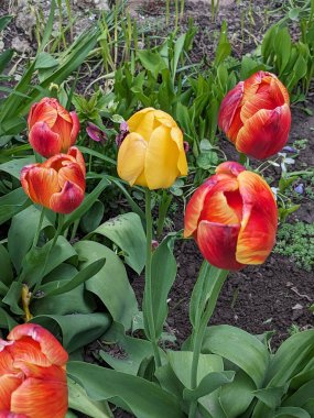 Tulipa, zambak familyasından bir bitki cinsidir.