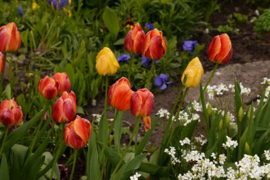 Tulipa, zambak familyasından bir bitki cinsidir.