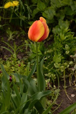 Tulipa, zambak familyasından bir bitki cinsidir.