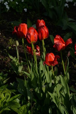 Tulipa, zambak familyasından bir bitki cinsidir.