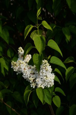 Sıradan yaban domuzu (Şırınga bayağılığı))