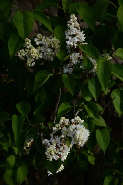 Sıradan yaban domuzu (Şırınga bayağılığı))