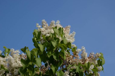 Sıradan yaban domuzu (Şırınga bayağılığı))