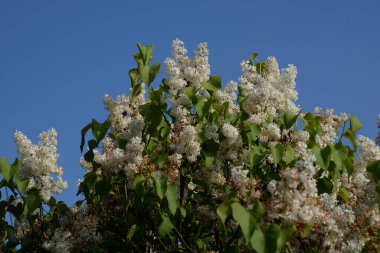 Sıradan yaban domuzu (Şırınga bayağılığı))