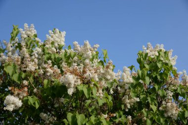 Sıradan yaban domuzu (Şırınga bayağılığı))